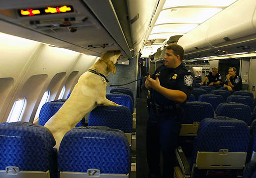 a police officer with a dog on a leash in an airplane