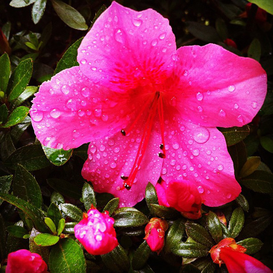 a pink flower with water drops on it