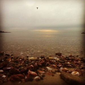 a beach with rocks and shells