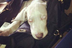 a dog lying in a bag